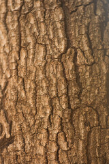 an avocado tree trunk bark and detailed grain pattern