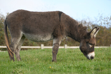 A cute brown donkey grazing in it's pasture field