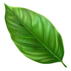 green leaf isolated on transparent background