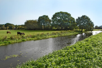 three horses grazing in a field by a river in Somerset in Summer 