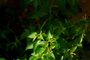 green leaves in the orning sun