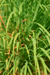 Green lemon grass leaves from a lush herbs garden