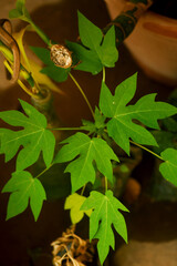 Young carica papaya seedling with lush leaves