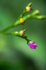 A blossoming flower and leaves with amazing greens