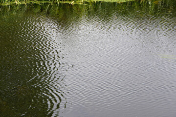 Ripples on the surface of a river in Somerset with reeds 