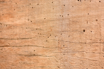 Termite holes on a plank on wood