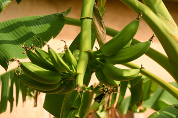 Tropical green banana fruit ready for harvest