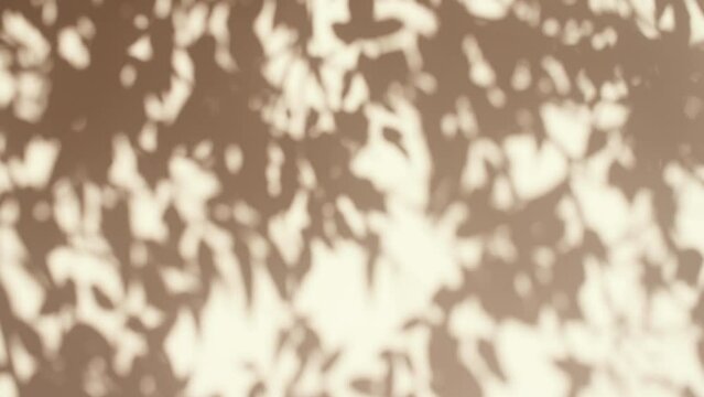 Transparent soft light and shadows from branches, plant, foliage and leaves. Sun and shadows. Gray shadow of the leaves on a wall. Space for text. Product presentation, mockup for advertising. . High