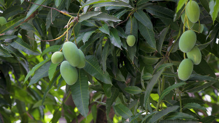 sunshine, mango tree, ripe, mango, fruit