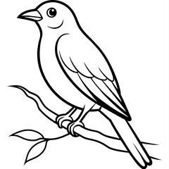 Bird coloring book vector illustration (37)