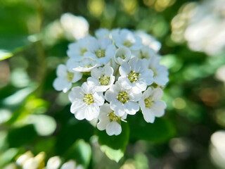 White flowers Spirea (spiraea cantoniensis) close-up