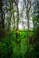 Forest in spring . Misty weather and rainstorm clouds. Woods at summer . Green grass in forest 