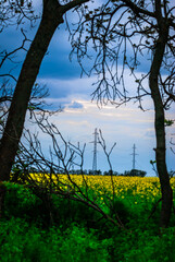 Overhead power line on the middle of field with rape. Yellow flowers and clouds over the forest . Forest around the field . Misty weather . Clouds and rain , rainstorm over the field . Woods