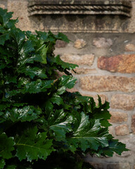 Bush of acanthus leaves against an old wall. Natural acanthus leaves in the garden. Green natural...