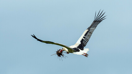 stork in flight with nesting material in beak