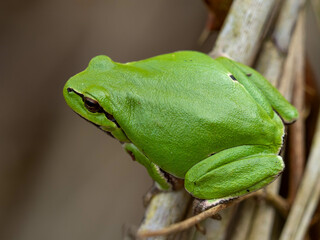 green tree frog perched on a twig
