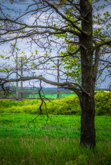Landscape with trees and forest . Green grass .Summer colors . Field and road. Trees in forest . Stormy weather over the forest . Clouds and rainstorm