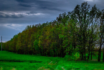 Landscape with trees and forest . Green grass .Summer colors . Field and road. Trees in forest . Stormy weather over the forest . Clouds and rainstorm