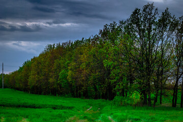 Fototapeta na wymiar Landscape with trees and forest . Green grass .Summer colors . Field and road. Trees in forest . Stormy weather over the forest . Clouds and rainstorm