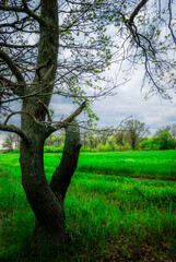 Landscape with trees and forest . Green grass .Summer colors . Field and road. Trees in forest . Stormy weather over the forest . Clouds and rainstorm