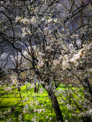 Landscapes and buildings . Forest and trees . Spring landscapes . Lake and trees . Spring beautiful . Fields and Blue sky In Ukraine , Woods and roads 