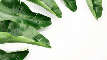 Lush Tropical Banana Leaves on Minimalist Background for Sustainable Lifestyle Design