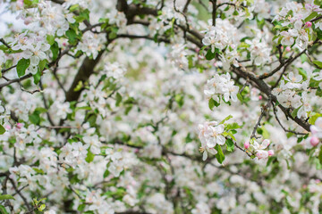 Apples Garden blossom. Concept of flora and gardening. Beautiful white flowers