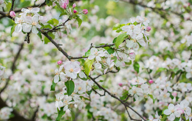 Apples Garden blossom. Concept of flora and gardening. Beautiful white flowers