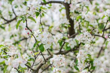 Apples Garden blossom. Concept of flora and gardening. Beautiful white flowers