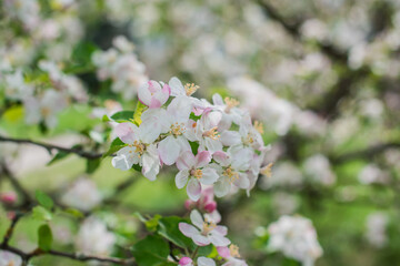 Apples Garden blossom. Concept of flora and gardening. Beautiful white flowers