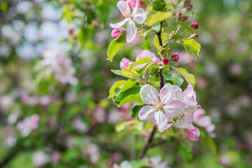 Apples Garden blossom. Concept of flora and gardening. Beautiful white flowers