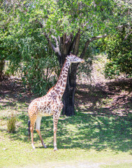 Female Giraffe under tree in Savannah area of Florida zoo