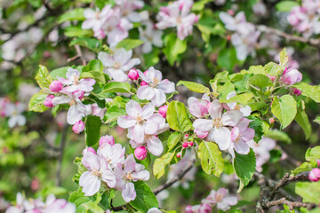 Apples Garden blossom. Concept of flora and gardening. Beautiful white flowers