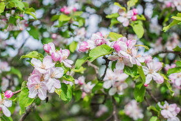 Apples Garden blossom. Concept of flora and gardening. Beautiful white flowers