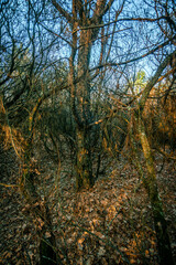 Forest at the spring time . Mystery forest . Red sun red lights over the trees . Evening . Trees and woods . Lights over the forest. 