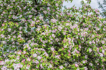 Apples Garden blossom. Concept of flora and gardening. Beautiful white flowers
