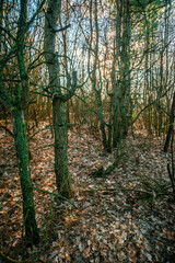 Forest at the spring time . Mystery forest . Red sun red lights over the trees . Evening . Trees and woods . Lights over the forest. 