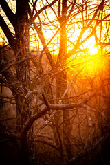 Sunset in thr forest . Red sun through the trees light of the sun. Spring evening forest