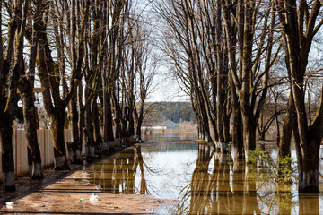Flooded park area with a maple alley during a strong river flood, garbage floating on the water