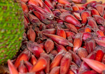 pinha verde e o pinhão, que é o fruto