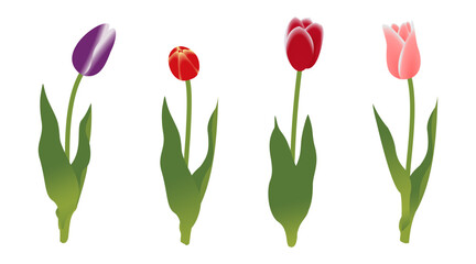 Beautiful tulip blossom flowers. red, purple, orange, yellow, pink. vector illustration isolated on white background.