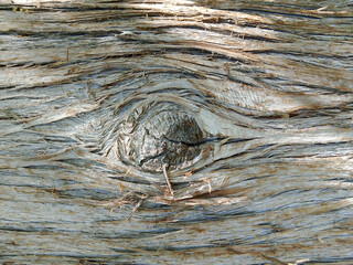 A detailed close-up photograph of the intricate patterns and varied shades of aged tree bark.