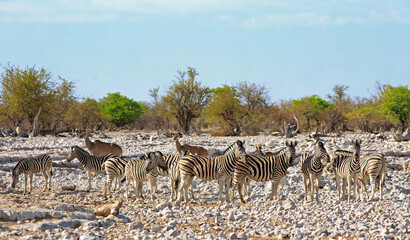 Large herd of Zebra on the Etosha Palins with kudu in the background - obrazy, fototapety, plakaty