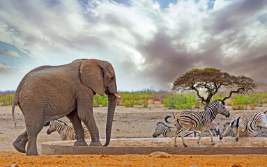 African elephant at a waterhole, with zebras moving away - There is a nice African bush and stormy sky background.