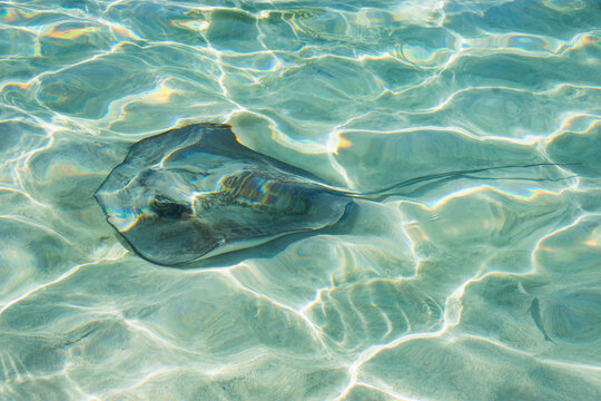USA, USVI, St. John, Stingray in the shallows at Maho Bay