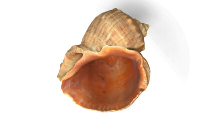 Sea Shell
