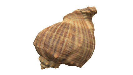 Sea Shell