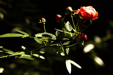 Roseira com folhas verdes iluminadas pela luz do sol e rosas cor de rosa. 