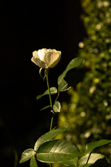Roseira com rosa branca, folhas verdes e fundo escuro.