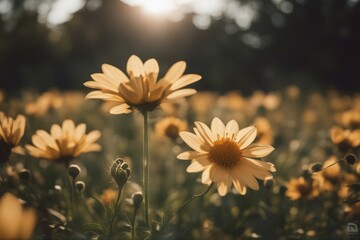 'chicoree endive food vegetable background plant salad white bitter tasty fresh isolated green yellow digestion secretion acrid appetising healthy slight im dark without light'